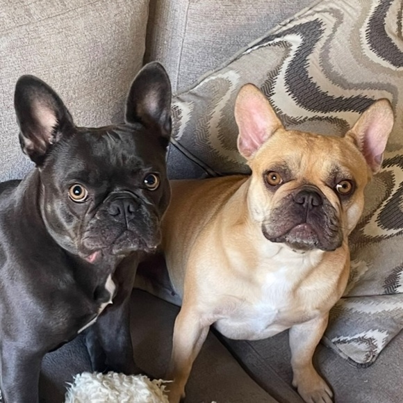 Meet your Posher, Maralee - Picture 4 of 4